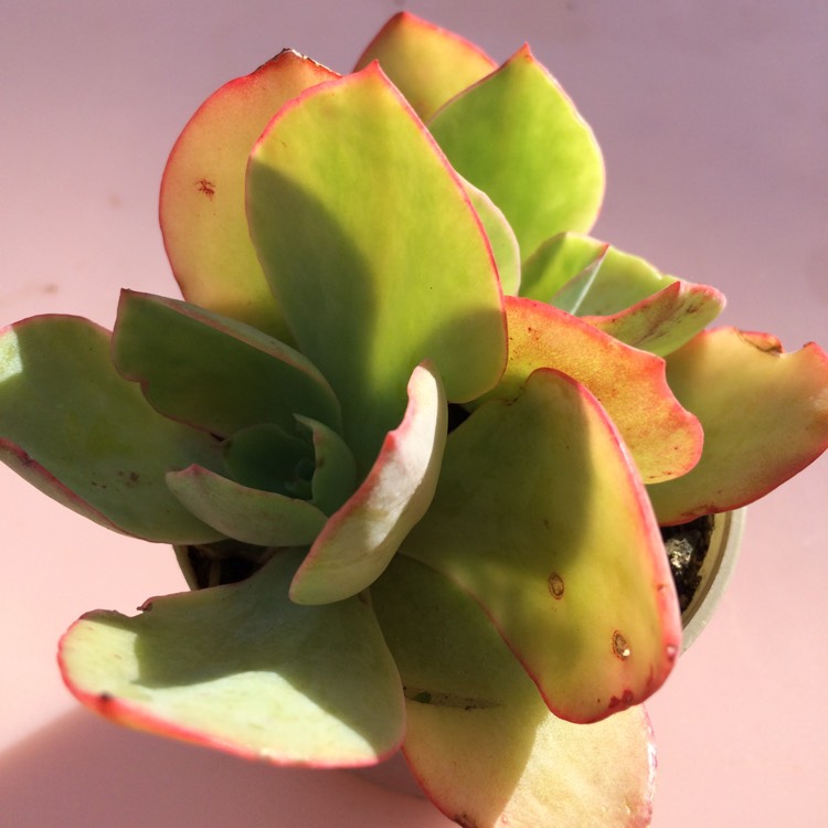 Plant image Echeveria Pallida