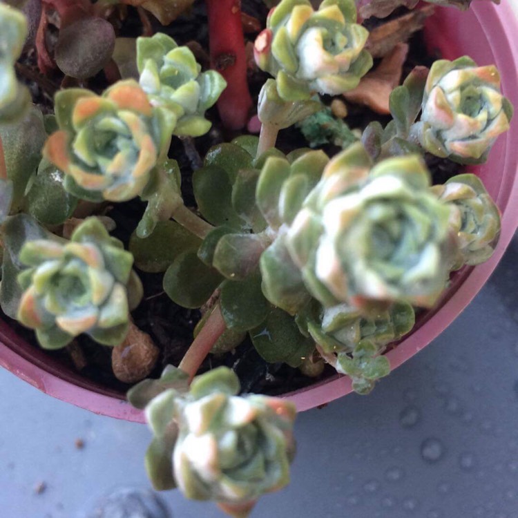 Plant image Sedum spurium 'Silver Blob'