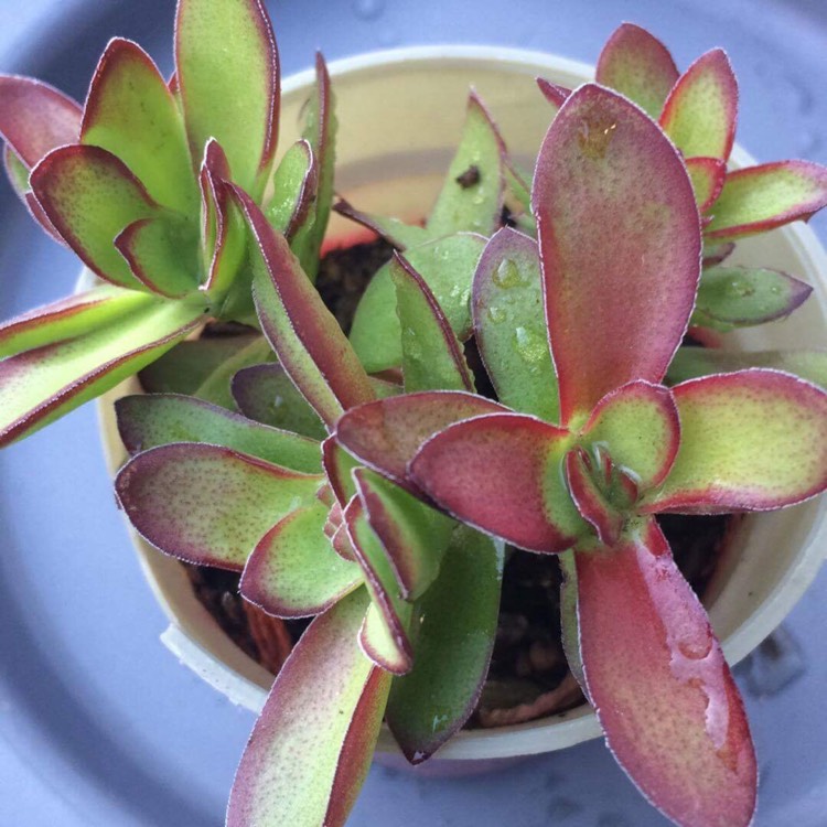 Plant image Crassula nudicaulis var platyphylla 'Burgundy'