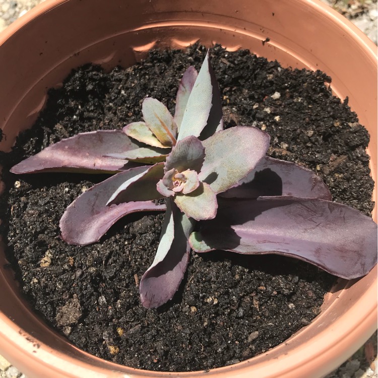 Plant image Sedum Telephium 'Xenox'