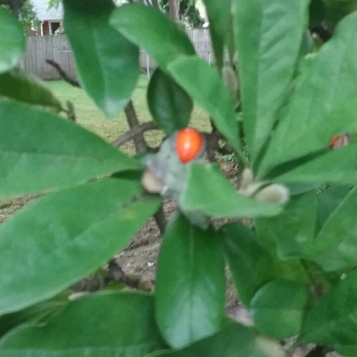 Plant image Synsepalum dulcificum