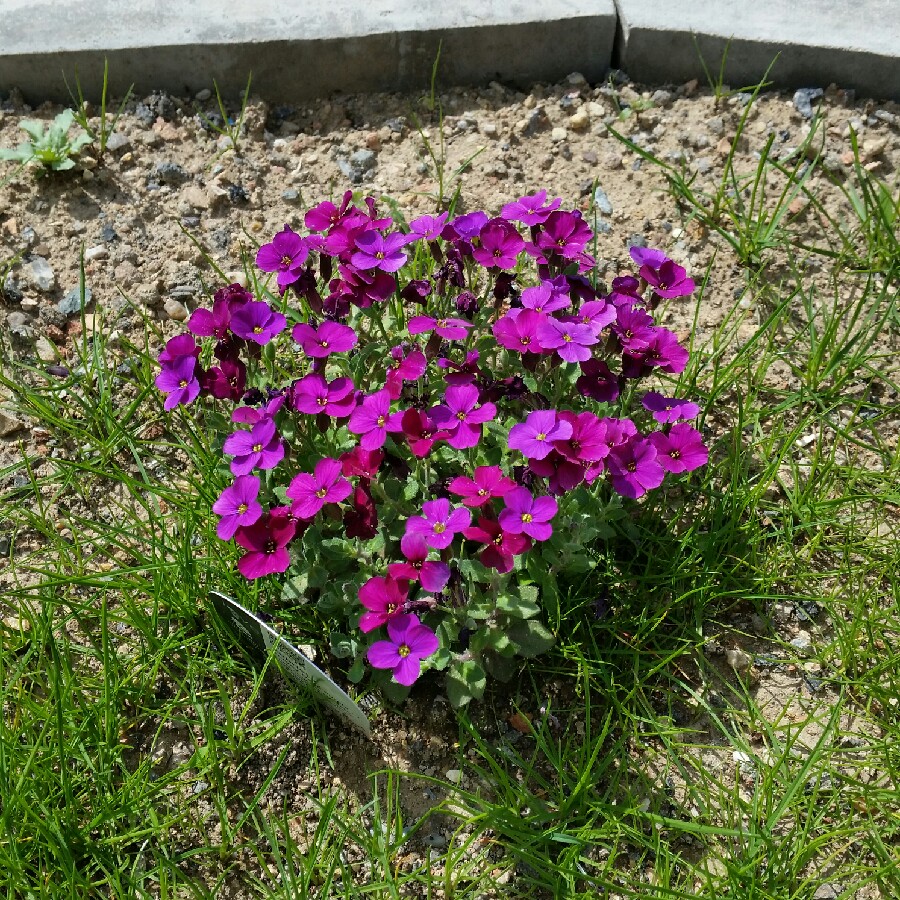 Rock Cress 'Dr Mules'