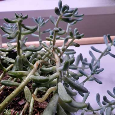 Sedum