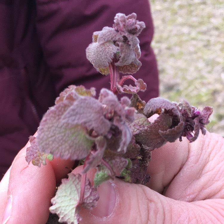 Plant image Glechoma hederacea