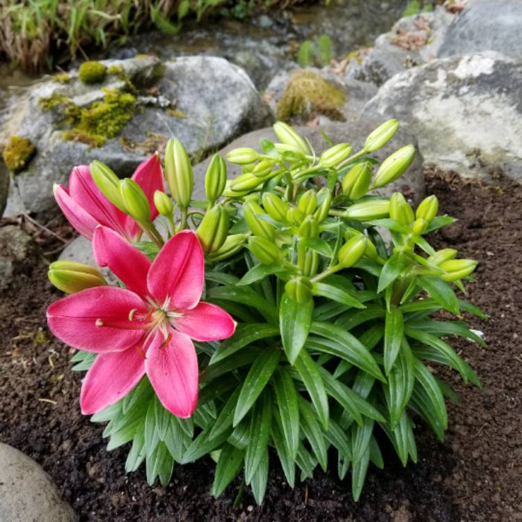 Plant image Lilium 'Tiny Toons'