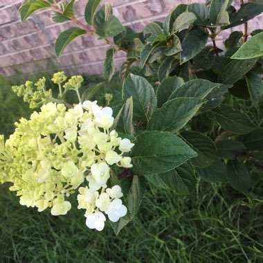 Hydrangea