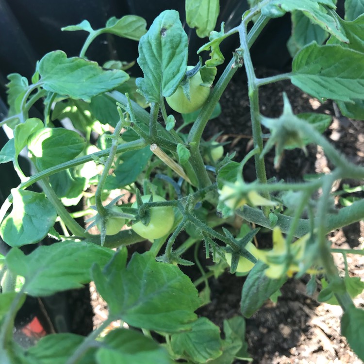 Plant image Solanum Lycopersicum var. cerasiforme 'Cherry Falls'