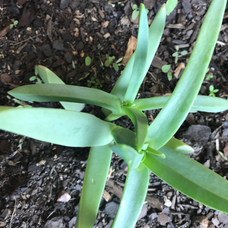 Plant image Carpobrotus edulis