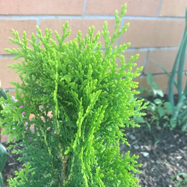 Platycladus orientalis 'Aurea Nana' syn. Thuja orientalis 'Aurea Nana'