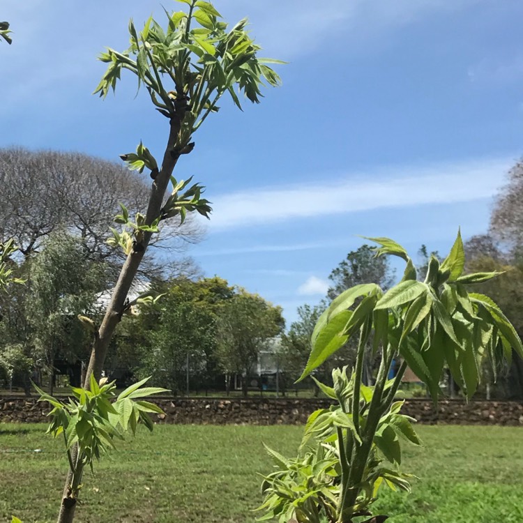 Plant image Carya Illinoinensis