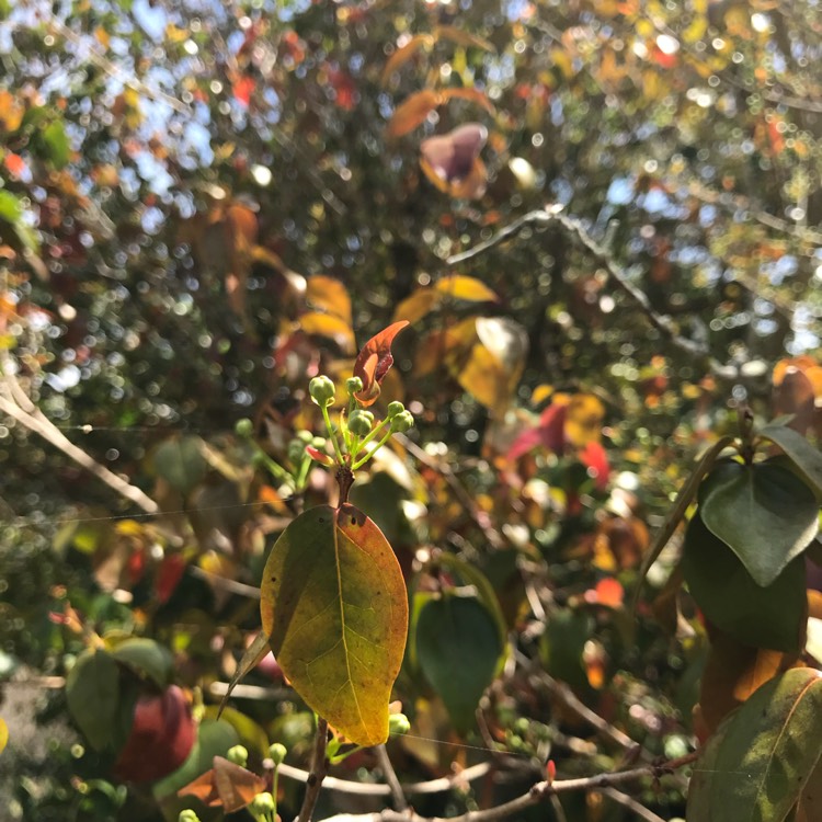 Plant image Eugenia Uniflora syn. Eugenia michelii