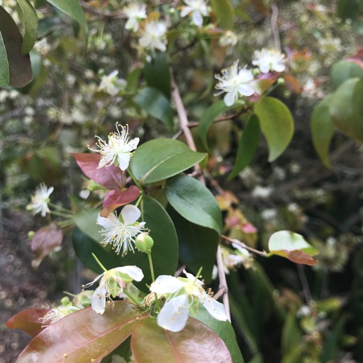 Plant image Eugenia Uniflora syn. Eugenia michelii