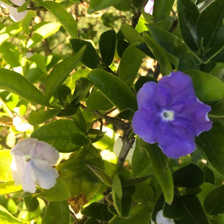 Plant image Brunfelsia pauciflora syn. Brunfelsia calycina