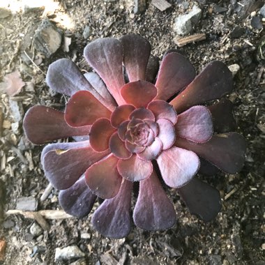 Aeonium Arboreum Zwartkop