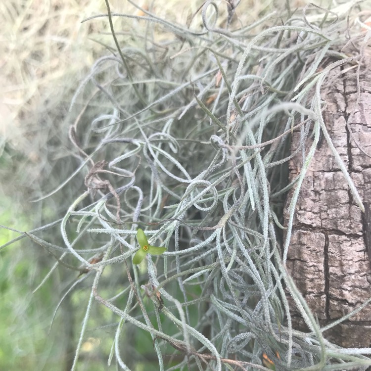 Plant image Clematis vitalba