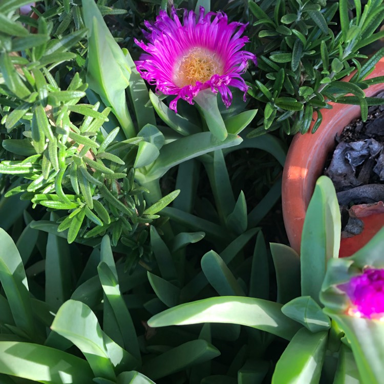 Plant image Carpobrotus edulis