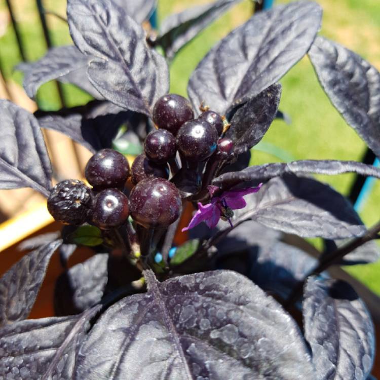 Plant image Capsicum Annuum 'Purple Flash'