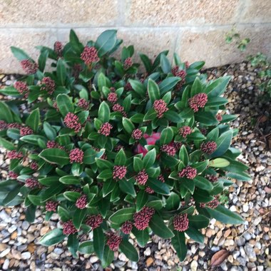 Japanese Skimmia 'Mystic Marlot'