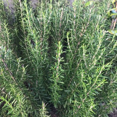 Rosemary