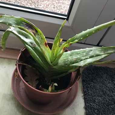 Aloe Vera