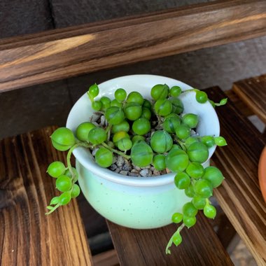 String of Pearls