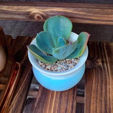 Echeveria