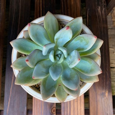 Graptoveria 'Opalina'