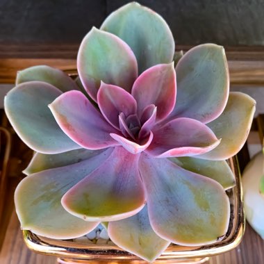 Echeveria 'Perle Von Nurnberg'