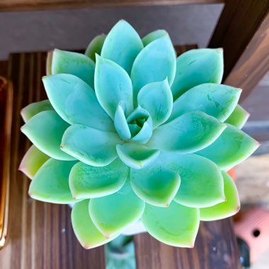 Echeveria 'Coolvue'