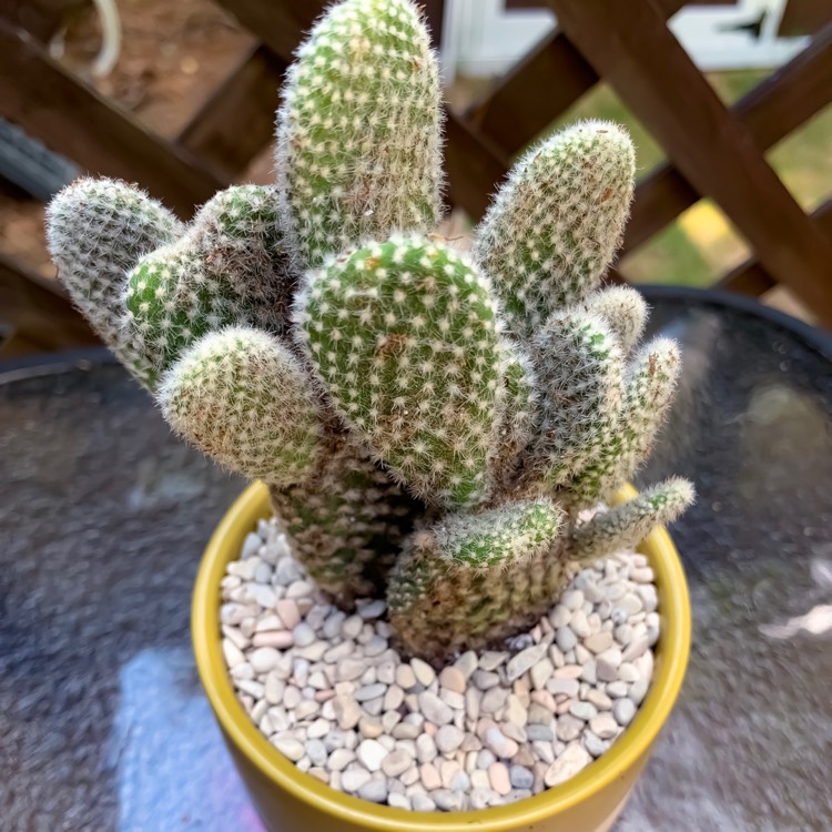 Plant image Opuntia microdasys albata