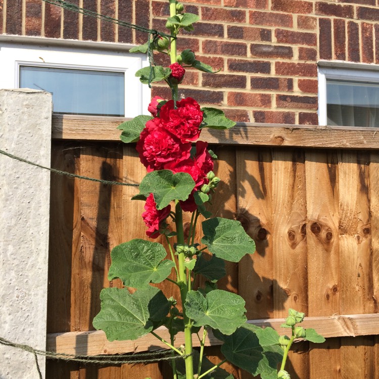 Plant image Alcea rosea 'Chater's Double Group Red'