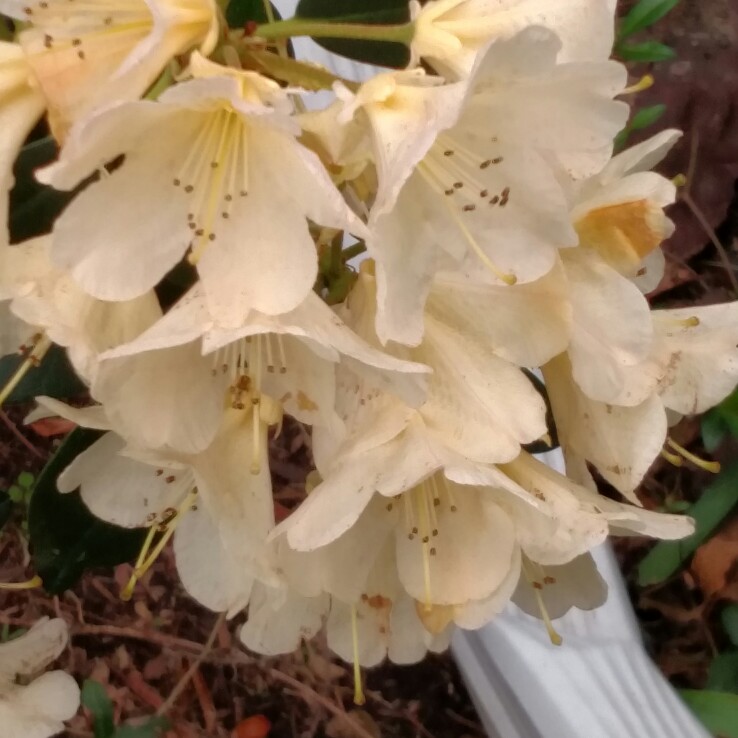 Plant image Rhododendron 'Tinkerbird'