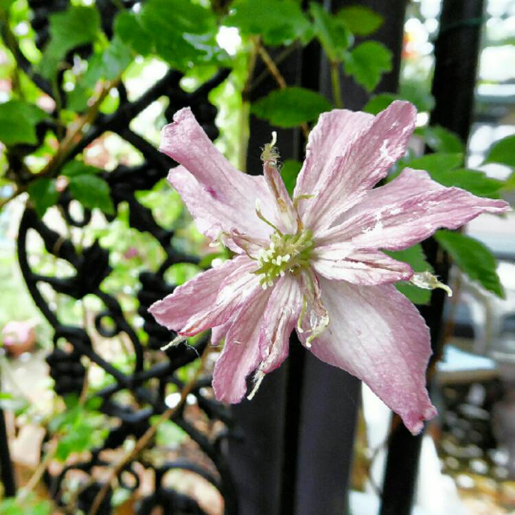 Plant image Clematis montana 'Broughton Star'