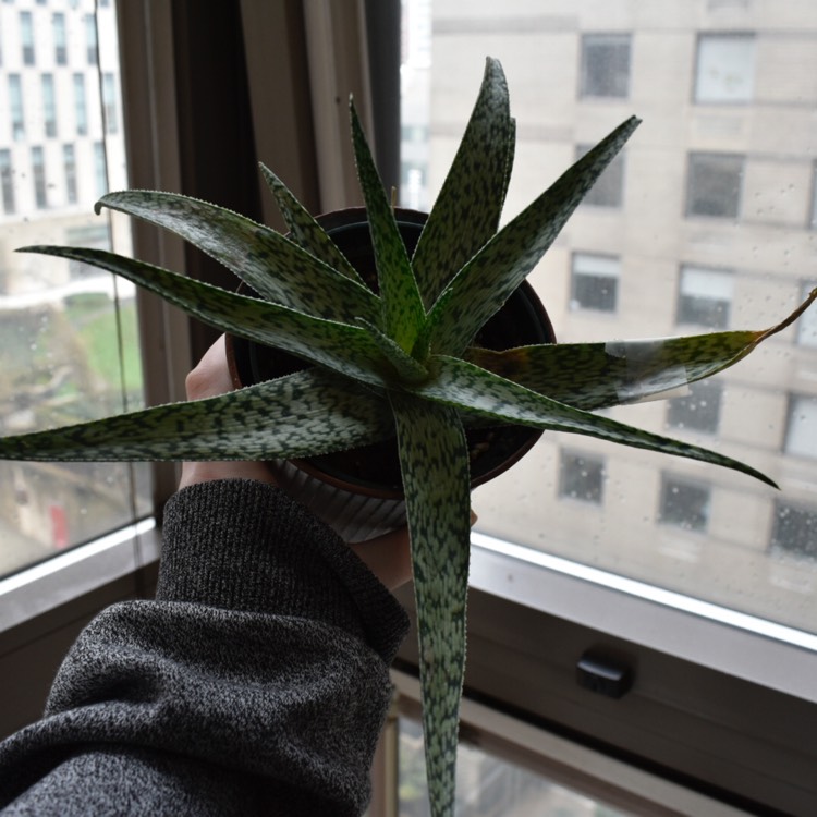 Plant image Aloe hybrid 'White Beauty'