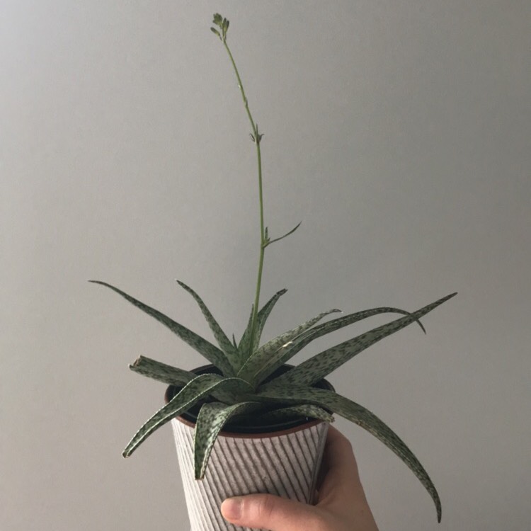 Plant image Aloe hybrid 'White Beauty'