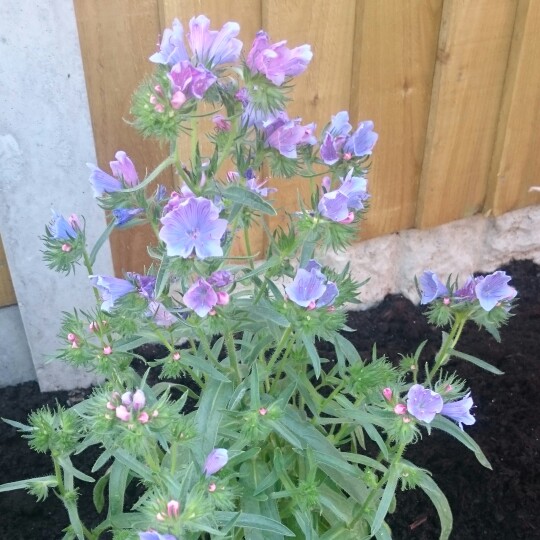 Plant image Echium wildpretii