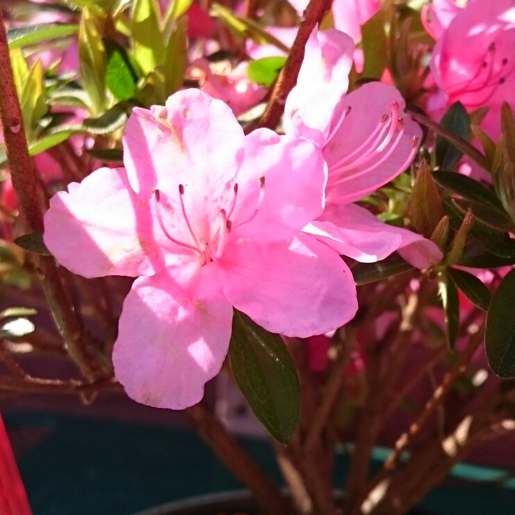 Plant image Rhododendron 'Mount Everest'