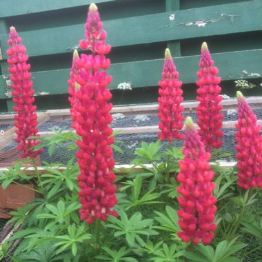 Lupin 'Red Rum'