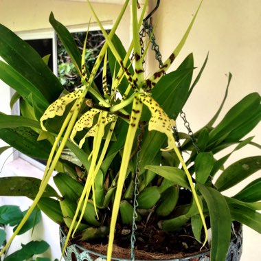 Brassia Orchid