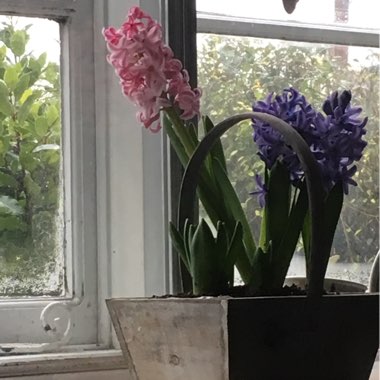 Hyacinth