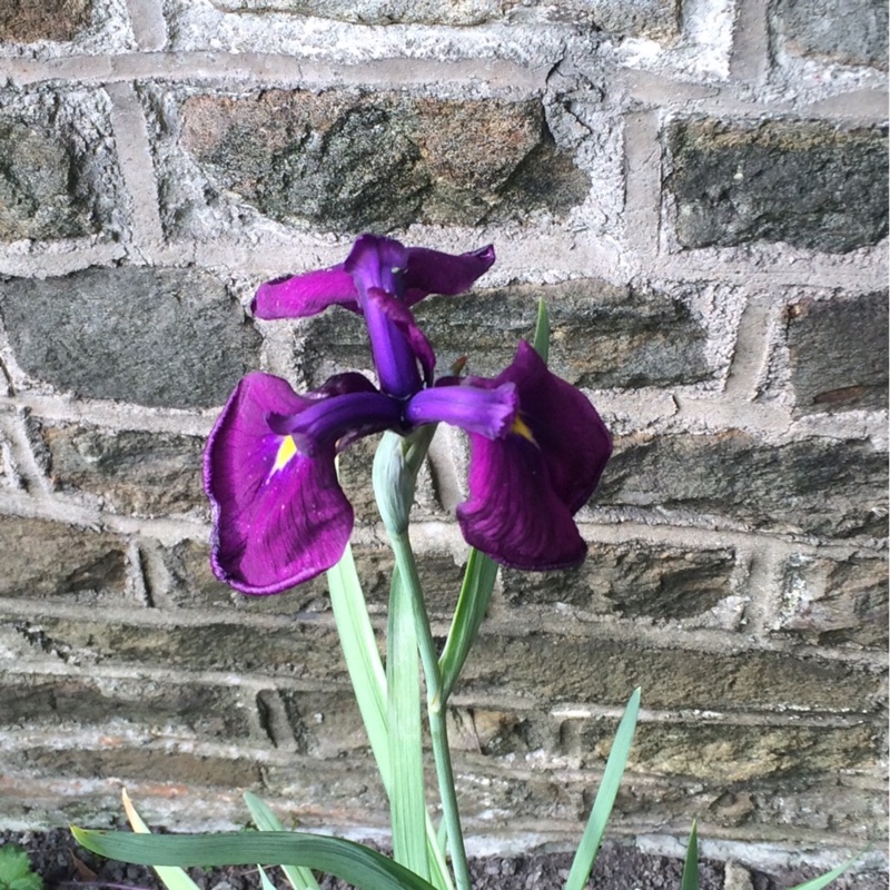 Plant image Iris ensata 'Rowden Satrap'