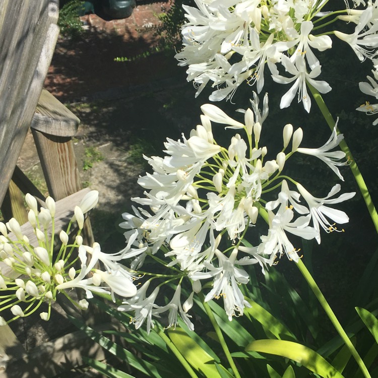 Plant image Agapanthus africanus 'Albus'