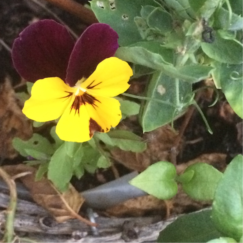 Plant image Viola x wittrockiana 'Imperial series'