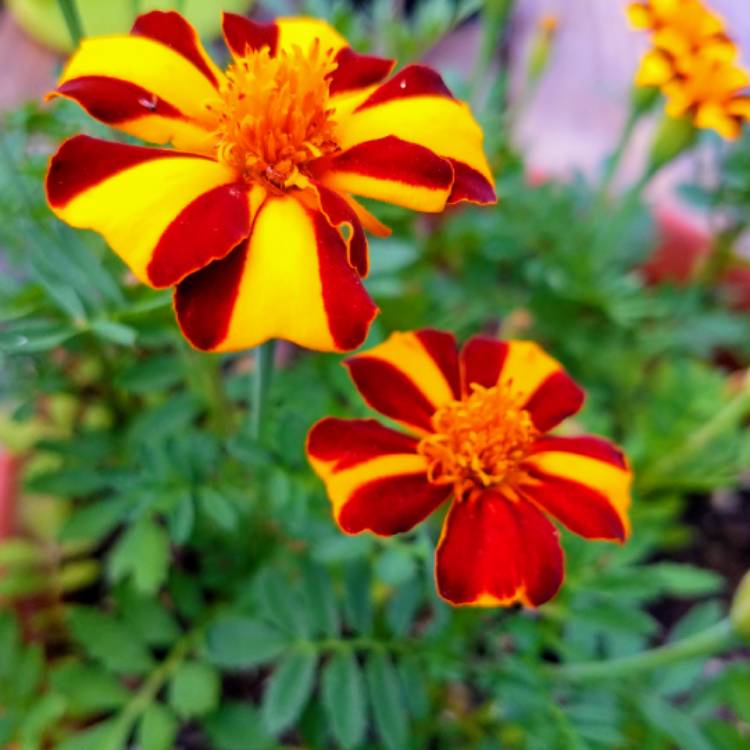 Plant image Tagetes patula 'Mr. Majestic'