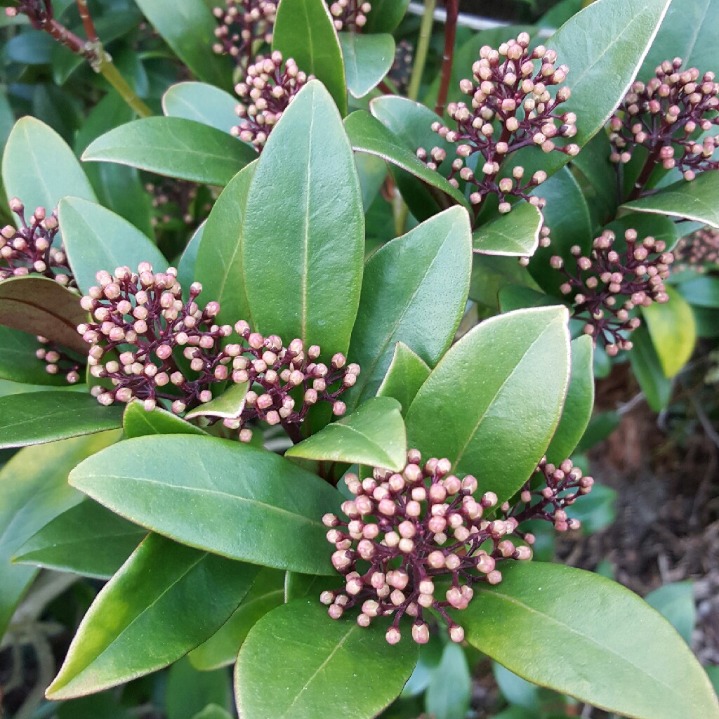 Plant image Skimmia japonica 'Moerings3' syn. Skimmia japonica 'Rubesta'