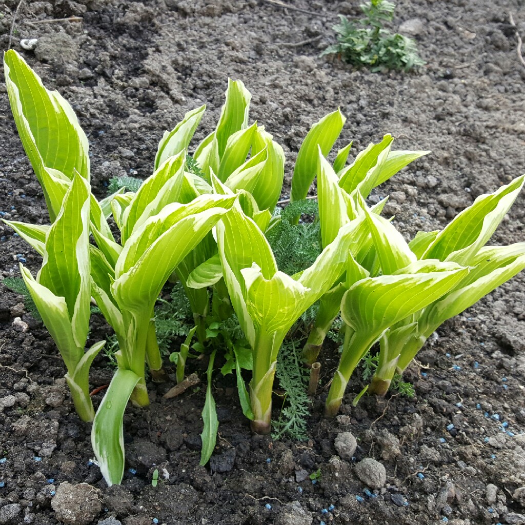 Plantain Lily (Species) White Margined Wavy Plantain Lily