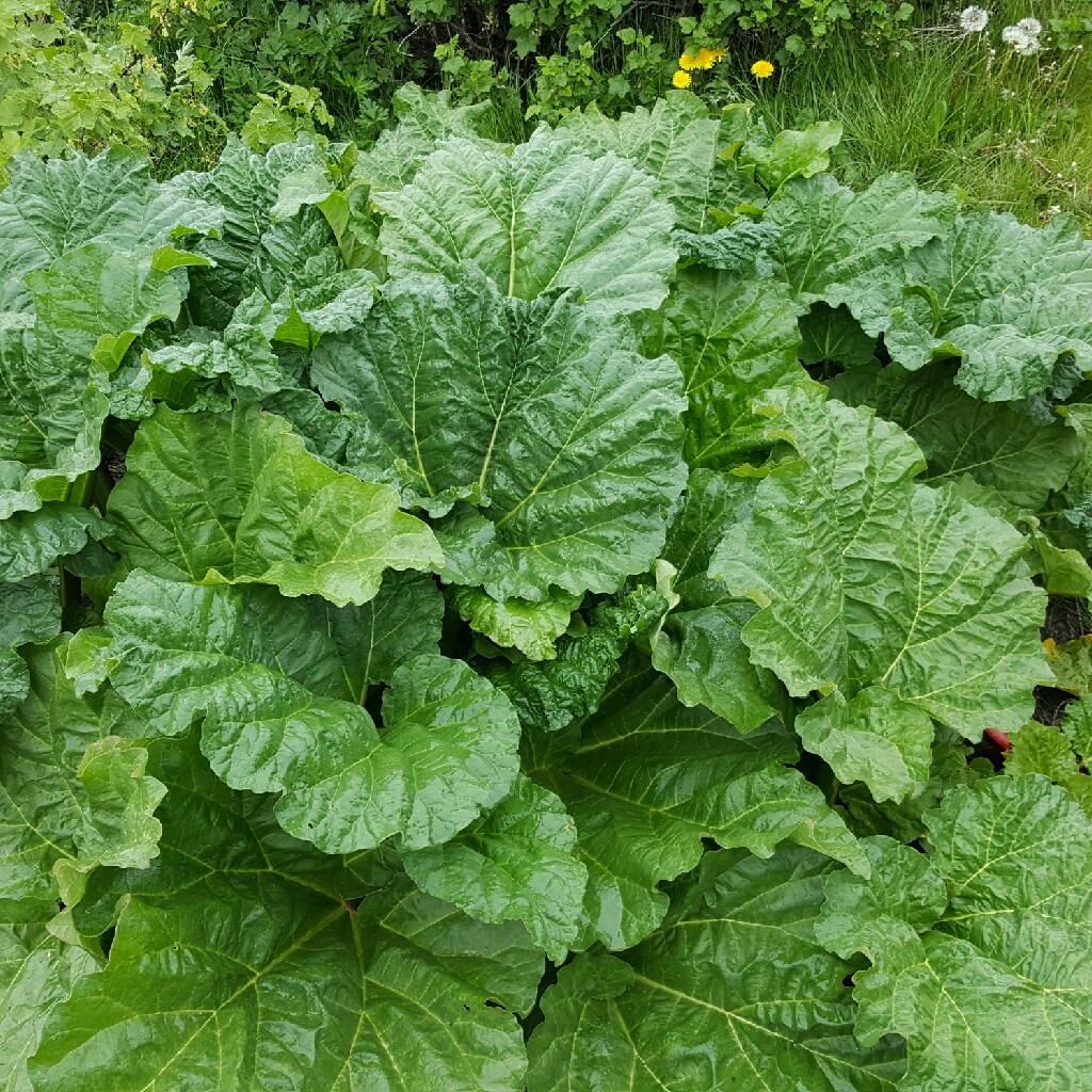 Rhubarb