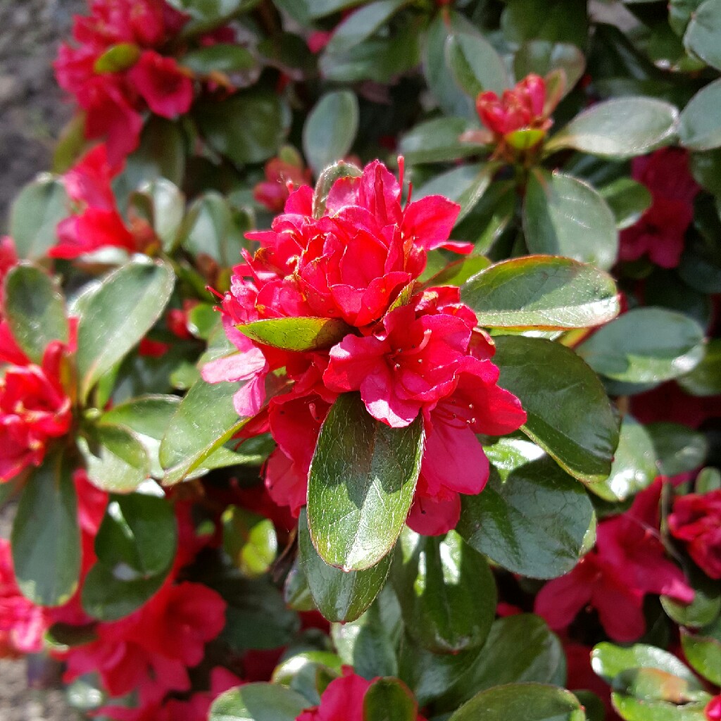 Azalea