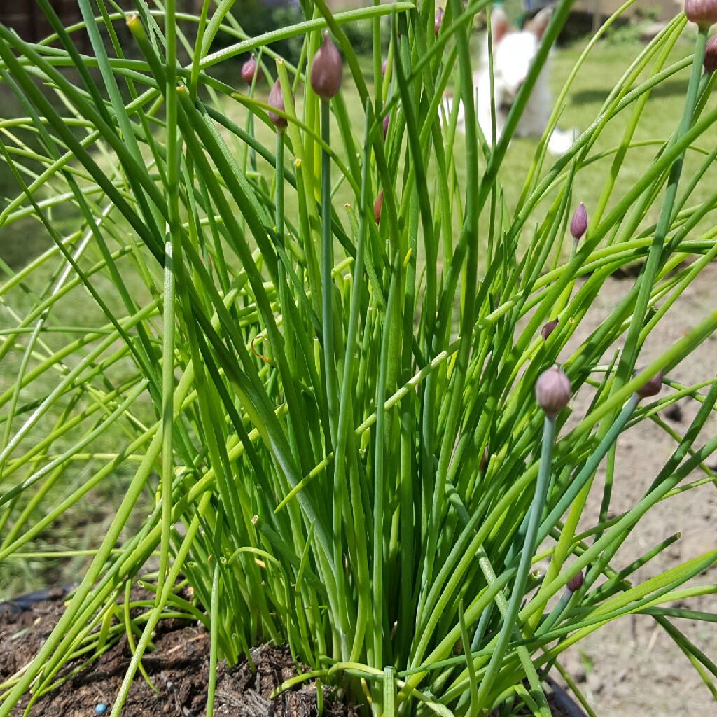 Chives