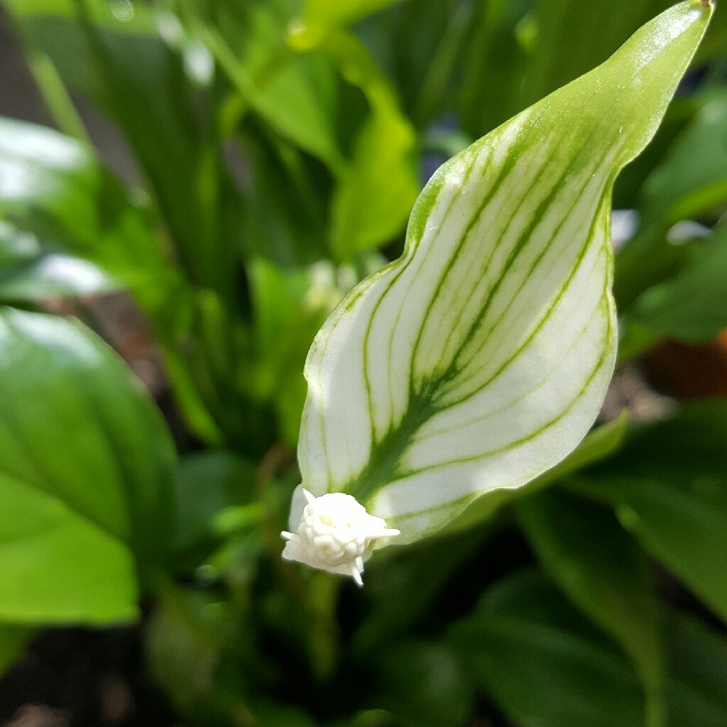 Peace Lily